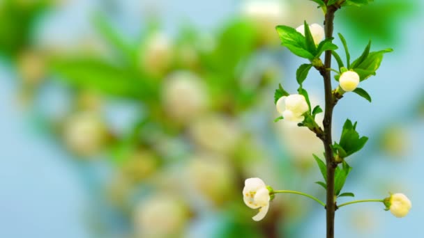 Pflaumenblüte Zeitraffer Makro Zeitraffer Video Einer Pflaumenblume Die Vor Blauem — Stockvideo