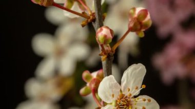 Siyah arka planda büyüyen elma çiçeklerinin 4k makro zaman dilimi. Vahşi elma çiçekleri zaman içinde çiçek açar.
