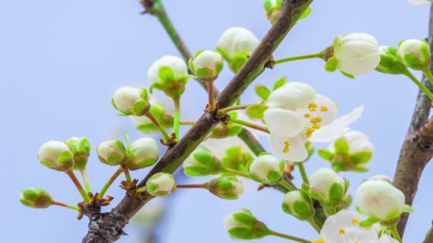 梅の花 タイムラプス 4Kマクロタイムラプスビデオの梅の花が咲くと青の背景を背景に開花 — ストック動画