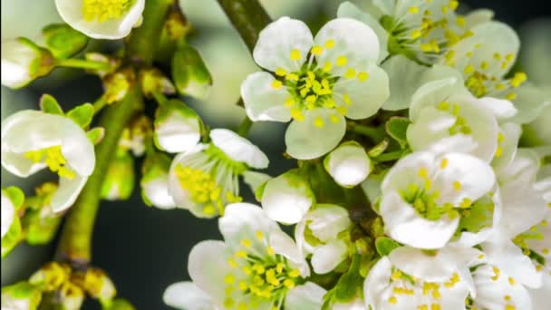 Fleurs Prunier Poussant Fleurissant Fleurissant Sur Fond Sombre Macro Laps — Video