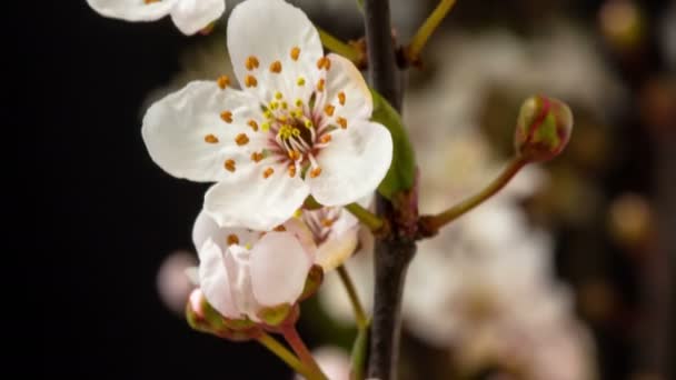 リンゴの花の4Kマクロのタイムラプスが成長し 黒い背景に開花する 時間経過で野生のリンゴの花が咲く — ストック動画