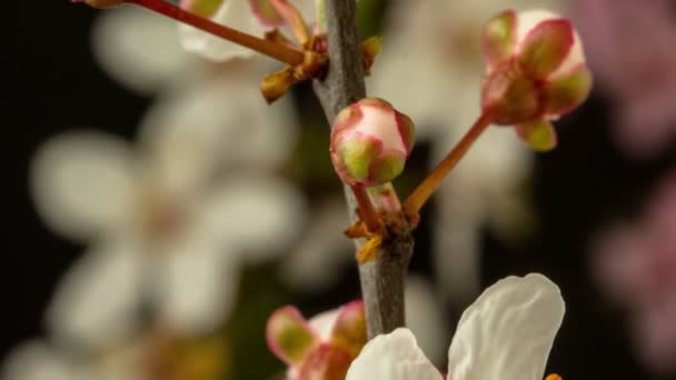 リンゴの花の4Kマクロのタイムラプスが成長し 黒い背景に開花する 時間経過で野生のリンゴの花が咲く — ストック動画