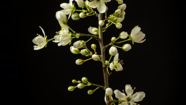 Švestkový květ roste, kvete a kvete na tmavém pozadí 4k makro-časovém odstupu 