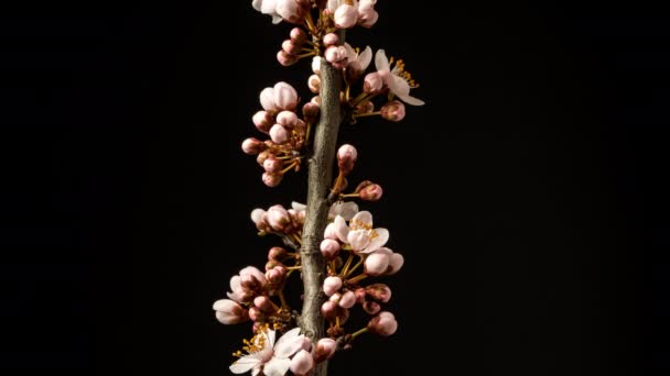 Pflaumenblume Wächst Blüht Und Blüht Auf Dunklem Hintergrund Makro Zeitraffer — Stockvideo