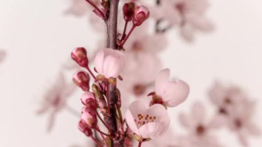 Pembe arka planda çiçek açan şeftali çiçeklerinin 4k makro zaman dilimi. Vahşi şeftali çiçekleri zaman içinde çiçek açar.