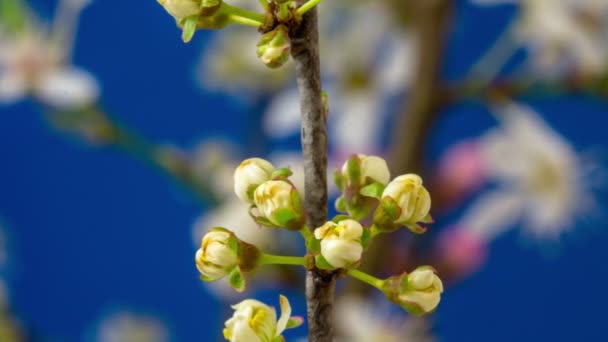 梅の花 タイムラプス 4Kマクロタイムラプスビデオの梅の花が咲くと青の背景を背景に開花 — ストック動画