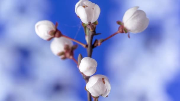 梅の花 タイムラプス 4Kマクロタイムラプスビデオの梅の花が咲くと青の背景を背景に開花 — ストック動画