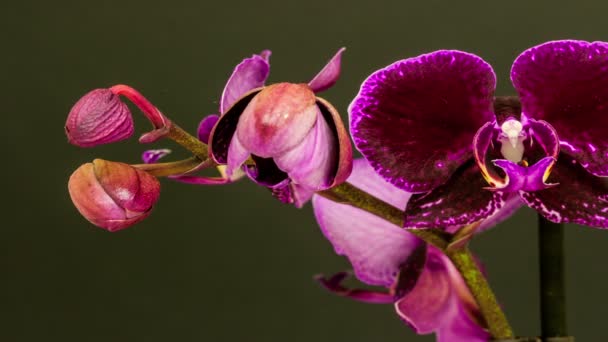 30Fps Макро Время Истечения Видео Фиолетовые Цветы Орхидеи Растет Цветет — стоковое видео