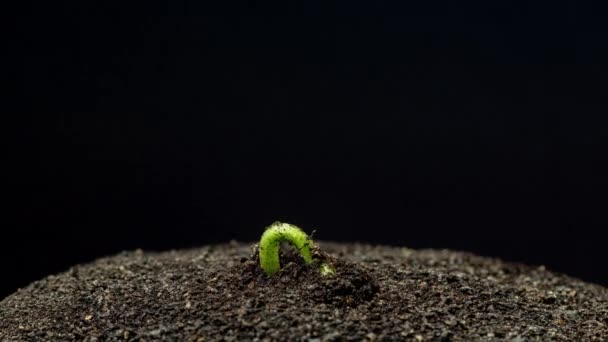 Wheat Growing Timelapse Macro Time Lapse Video Wheat Growing Sprouting — Stock Video