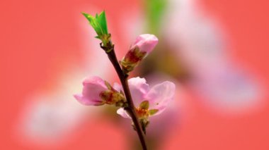 Pembe arka planda çiçek açan şeftali çiçeklerinin 4k makro zaman dilimi. Vahşi elma çiçekleri zaman içinde çiçek açar.