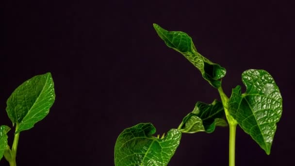 Bonenbladeren Groeien Tijdspanne Macro Time Lapse Video Van Tarwe Groeien — Stockvideo