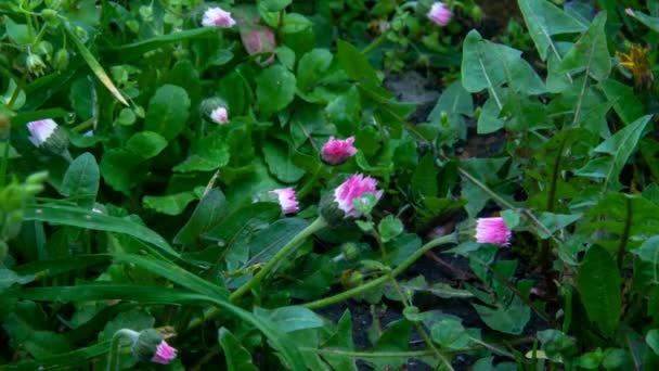 Fps Hızlandırılmış Kır Çiçekleri Tarlasında Büyüyen Kır Çiçekleri Videosu Yaban — Stok video