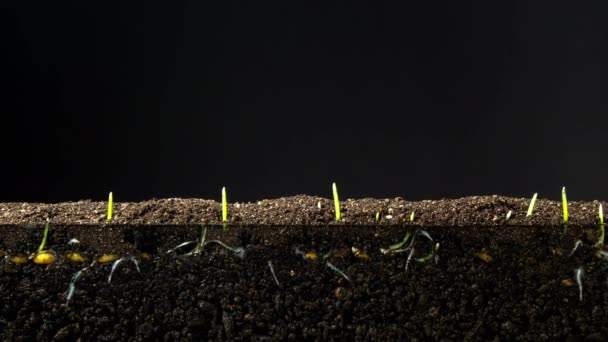 Macrotime Lapse Video Soybean Vegetable Seeds Growing Soil Underground Overground — Vídeos de Stock