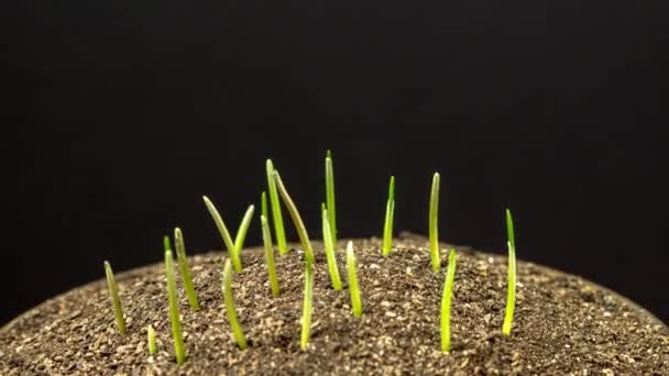 Χρονικό Διάστημα Καλλιέργειας Σιταριού Macro Time Lapse Βίντεο Καλλιέργειας Και — Αρχείο Βίντεο