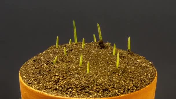 Wheat Growing Timelapse Macro Time Lapse Video Wheat Growing Sprouting — Stock Video