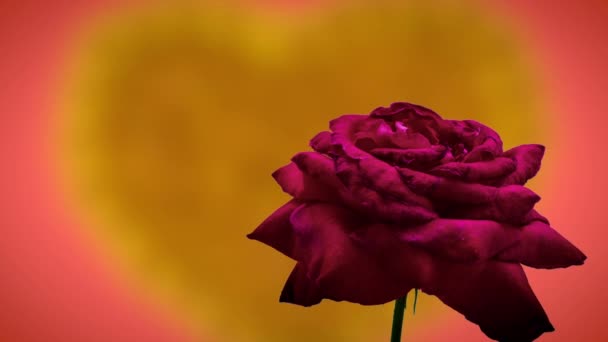 Rose Pourpre Fleur Timelapse Fleur Macro Time Lapse Vidéo Croissance — Video