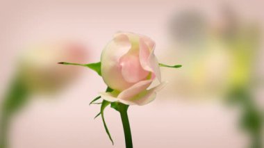 Pembe gül çiçekli zaman dilimi. Gül çiçeğinin büyüdüğü, çiçek açtığı ve pembe arka planda çiçek açtığı makro zaman hızlandırılmış video