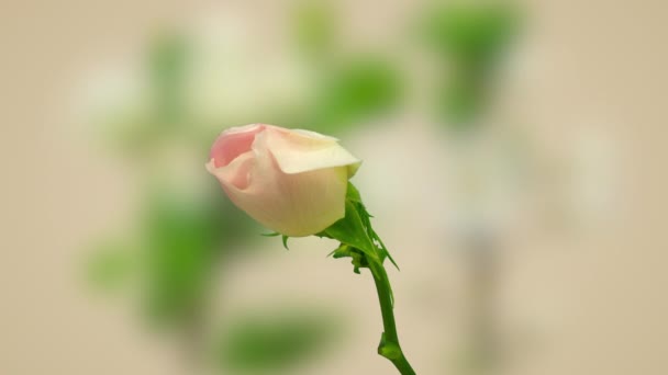 ピンクのバラの花の時間経過 ピンクの背景を背景にバラの花の成長 開花のマクロタイムラプスビデオ — ストック動画