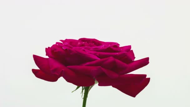 Vermelho Flor Rosa Timelapse Flor Macro Tempo Lapso Vídeo Rosa — Vídeo de Stock