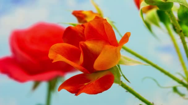 オレンジ色のバラの花がタイムラプス 青い背景の下で成長し開花するバラの花のマクロタイムラプスビデオ — ストック動画