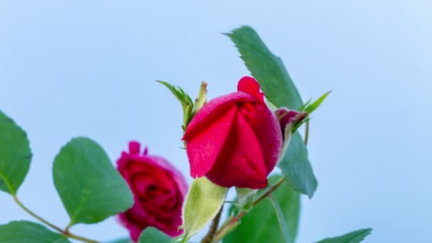 红玫瑰花开花落 关于玫瑰在蓝色背景下生长 开花和开花的宏观时滞视频 — 图库视频影像