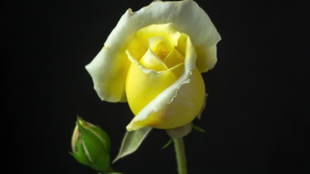 Amarelo Rosa Flor Timelapse Macro Tempo Lapso Vídeo Rosa Flor — Vídeo de Stock