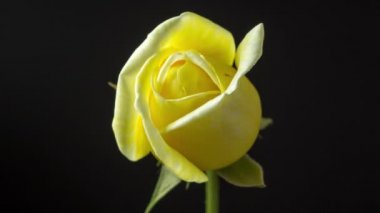 Sarı gül çiçeğinin açtığı zaman dilimi. Gül çiçeğinin büyüdüğü, çiçek açtığı ve siyah bir arkaplanda çiçek açtığı makro zaman hızlandırılmış video