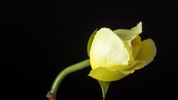 Sarı Gül Çiçeğinin Açtığı Zaman Dilimi Gül Çiçeğinin Büyüdüğü Çiçek — Stok video