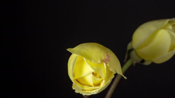 黄玫瑰花开花落 关于玫瑰在黑色背景下生长 开花和开花的宏观时差视频 — 图库视频影像