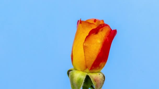 オレンジ色のバラの花の時間経過 青い背景を背景に バラの花の成長 開花のマクロタイムラプスビデオ — ストック動画