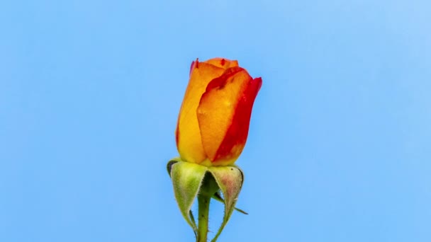 Kwiat Pomarańczy Kwiat Róży Timelapse Makro Time Lapse Video Uprawy — Wideo stockowe