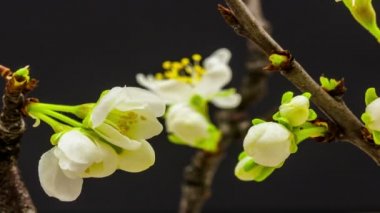 Erik çiçeği çiçeği, zaman aşımı. 4k makro zaman aralığı videosu siyah bir arkaplanda büyüyen ve çiçek açan bir erik çiçeğinin