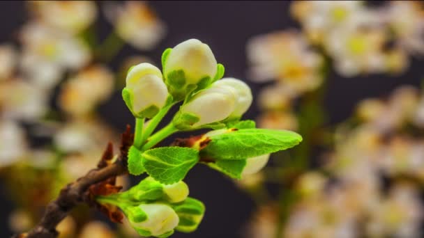 梅の花 タイムラプス 4Kマクロタイムラプスビデオの梅の花が咲くと黒の背景を背景に開花 — ストック動画