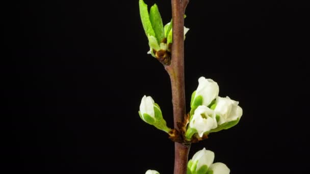 Švestkový Květ Časový Skluz Makro Timelapse Video Švestkový Květ Rostoucí — Stock video