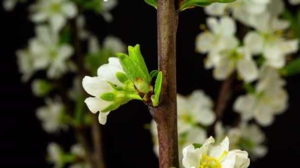 梅の花 タイムラプス 4Kマクロタイムラプスビデオの梅の花が咲くと黒の背景を背景に開花 — ストック動画