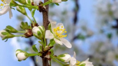 Erik çiçeği çiçeği, zaman aşımı. 4k makro zaman aralığı videosu mavi bir arkaplan üzerinde büyüyen ve çiçek açan bir erik çiçeğinin