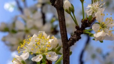 Erik çiçeği çiçeği, zaman aşımı. 4k makro zaman aralığı videosu mavi bir arkaplan üzerinde büyüyen ve çiçek açan bir erik çiçeğinin