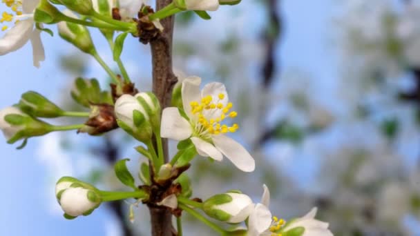 Flor Ameixa Flor Lapso Tempo Macro Timelapse Vídeo Uma Flor — Vídeo de Stock