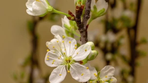 Fpsマクロタイムラプスビデオ梨の木の花 Pyrus が成長し 光の背景に開花します — ストック動画