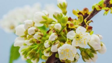 Erik çiçeği çiçeği, zaman aşımı. 4k makro zaman aralığı videosu mavi bir arkaplan üzerinde büyüyen ve çiçek açan bir erik çiçeğinin
