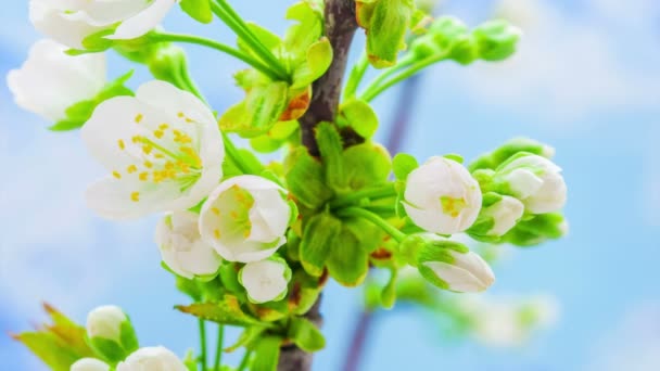 Pflaumenblüte Zeitraffer Makro Zeitraffer Video Einer Pflaumenblume Die Vor Blauem — Stockvideo