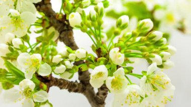 4k 30 fps makro zaman armut ağacı çiçeklerinin (Pyrus) hafif bir arkaplanda büyüyüp çiçek açmasının videosu