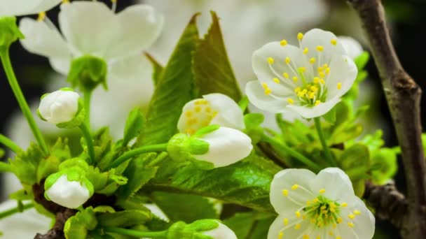 Szilvavirág Virág Idő Lappang Makró Timelapse Videó Egy Szilvavirág Virágzó — Stock videók