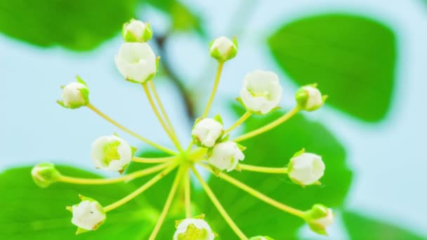 Flor Ameixa Flor Lapso Tempo Macro Timelapse Vídeo Uma Flor — Vídeo de Stock