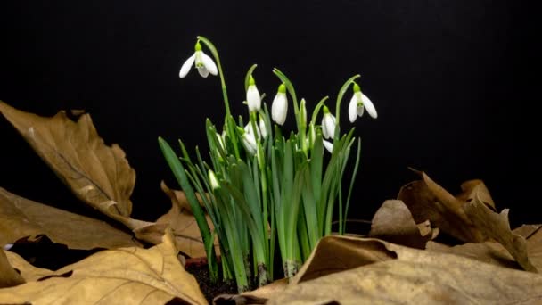 Flores Snowdrop Florescendo Lapso Tempo Macro Timelapse Vídeo Uma Flor — Vídeo de Stock