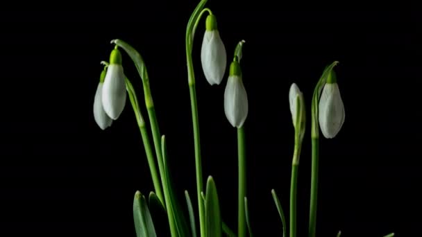 Снежные Цветы Цветущие Времени Macro Timelapse Video Snowdrop Flower Growing — стоковое видео