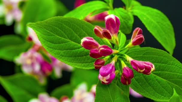 Macrotime Lapse Video Japanese Crab Apple Growing Blossoming Black Background — Video