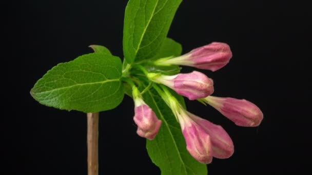 Makro Tid Lapse Video Japansk Krabba Äpple Växer Och Blommar — Stockvideo