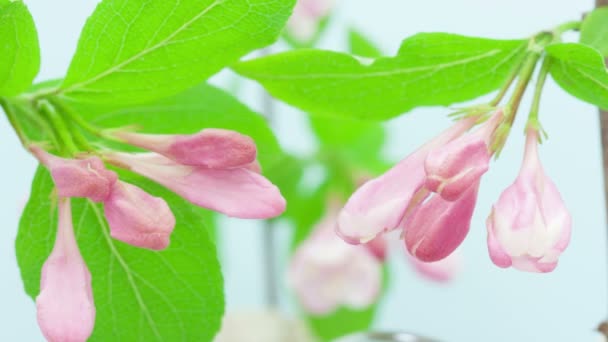 Macrotime Lapse Video Japanese Crab Apple Growing Blossoming Black Background — Video