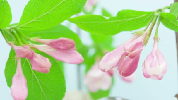 Makro Tid Lapse Video Japansk Krabba Äpple Växer Och Blommar — Stockvideo